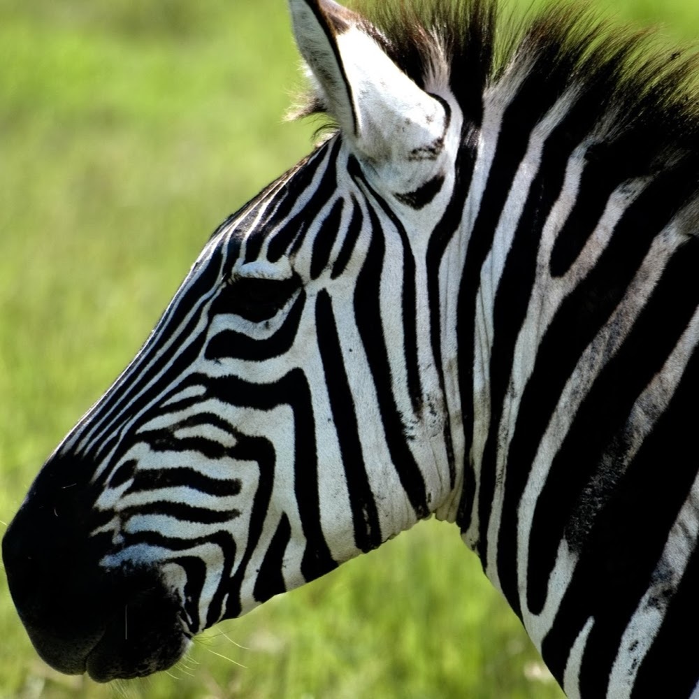 Meet your Posher, Madeline